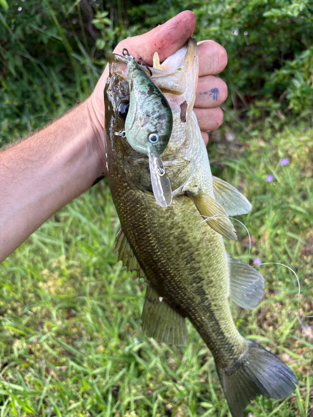 Crappie Medium Diver