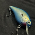 Blue Shad 2.5 Square bill